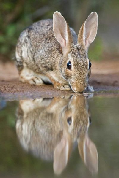 TX, Desert cottontail rabbit drinking at a pond